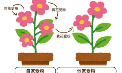 缬沙坦和诺欣妥的区别-颉沙坦与诺欣妥区别-专业诺欣妥和缬沙坦哪个副作用小平台-诺欣妥和缬沙坦氨氯地平